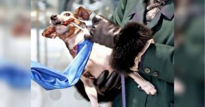 Собака жены принца Чарльза Камиллы помогла хозяйке выполнить ее королевские обязанности забавное видео