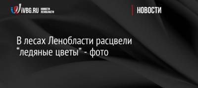 В лесах Ленобласти расцвели “ледяные цветы” — фото