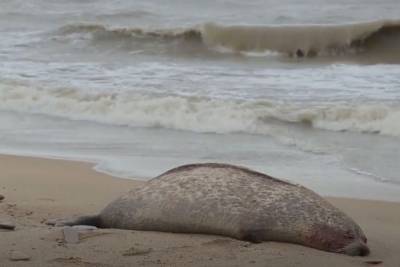 Росрыболовство возбудило дело в связи с гибелью каспийских тюленей в Дагестане