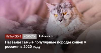 Названы самые популярные породы кошек у россиян в 2020 году