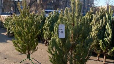 Названы цены на праздничные деревья в Пензе