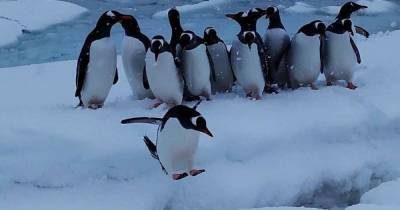 В Национальном арктическом центре Украины выяснили, почему пингвины "танцуют" на льду