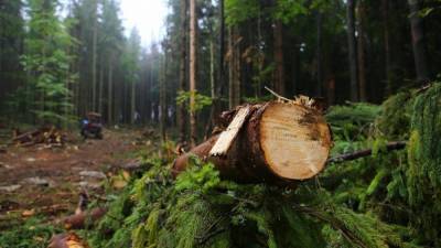 Правительство значительно ограничило вырубку лесов в Карпатах