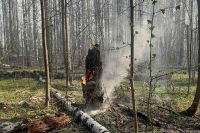 За сутки в России потушено 44 лесных пожара