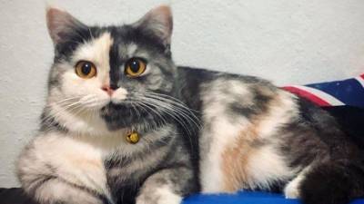 Кошка с «половинчатой» мордой покоряет просторы интернета — фото