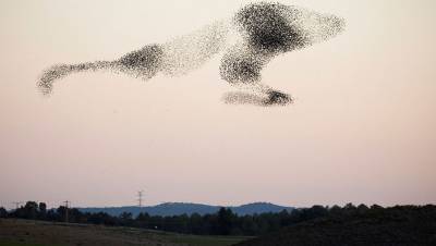 Птицы возвращаются в места разлива топлива в Норильске