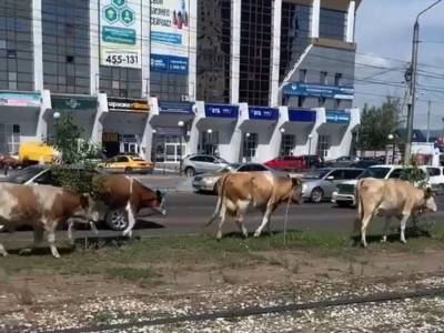 «Типичное ДТП в Улан-Удэ»: Коровы стали причиной аварии на «Восточных воротах»