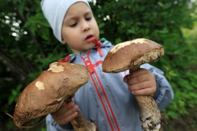 В Союзе грибников России рассказали о «грибных местах» Подмосковья