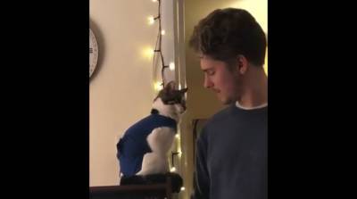 Реакция кошки на парня своей хозяйки умилила сеть – видео
