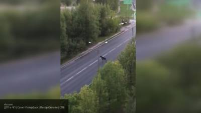 Автомобиль насмерть сбил лося в Ленинградской области