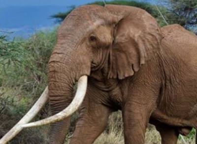 Житель Индии решил завещать свою землю двум слонам