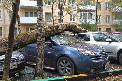 В одном из киевских дворов упавшее дерево повредило четыре автомобиля
