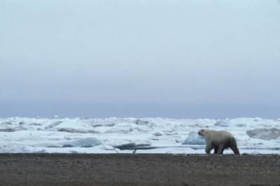 Экспедиция на Новую Землю повторит маршрут исследователя Арктики Русанова
