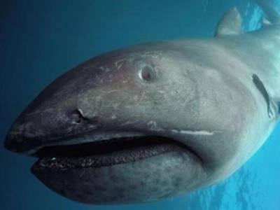 В сети японских рыбаков попалась шестиметровая акула