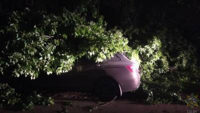 Во время стихии упавшие деревья повредили девять авто