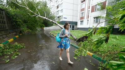 Около 10 деревьев повалило ветром в Москве