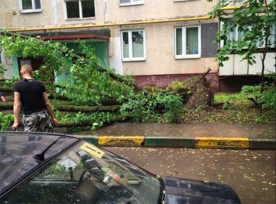 Сильный ветер повалил около 10 деревьев в Москве