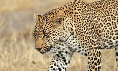 Леопард растерзал пятилетнего ребенка и пытался утащить его в лес
