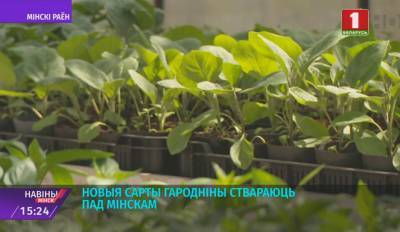В Институте овощеводства под Минском работают над созданием новых сортов
