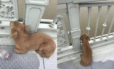 Пёс днями напролёт ждал своего хозяина на том самом мосту, где он покончил с собой