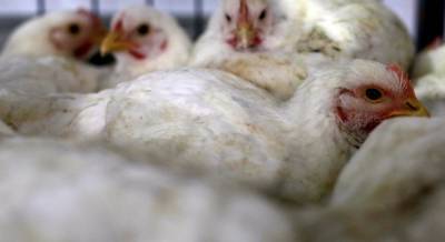 Украина с начала года сократила экспорт курятины на четверть