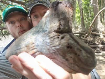 Доисторическая акула: Женщина наткнулась на гигантский зуб мегалодона на берегу реки