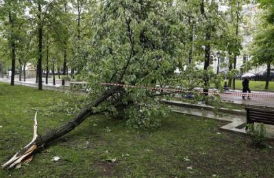 В Москве ветер повалил около 10 деревьев