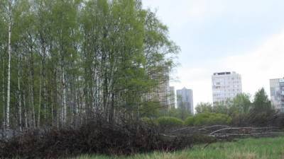 Зелёная зона разногласий. Как петербуржцы борются за парки и скверы