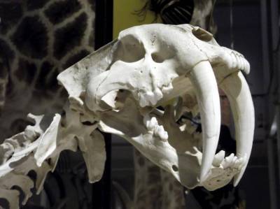 Ученые обнаружили зубы древнейшего млекопитающего в Чили