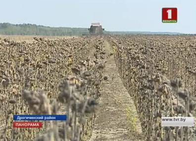 На юге страны аграрии приступили к уборке подсолнечника - tvr.by - Белоруссия - район Дрогичинский
