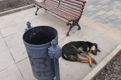 В Саратовской области отловят более 4 тысяч бездомных собак