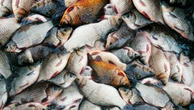 В Роспотребнадзоре хотят запретить продажу рыбы в жилых домах