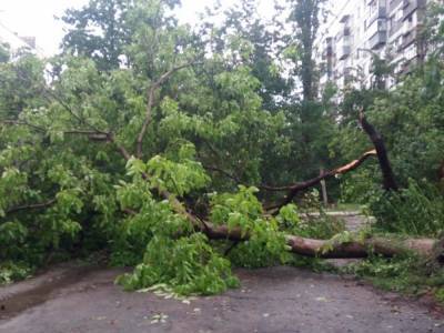 «Днепр накрыло страшным ураганом»: мощнейший ливень порвал электропровода и повалил деревья