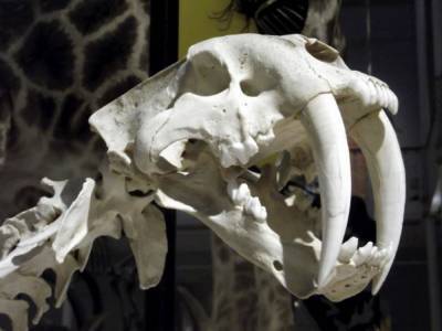 Ученые обнаружили в Чили челюсти древнейшего млекопитающего