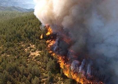 На территории России продолжаются масштабные лесные пожары