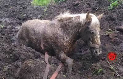 Работники МЧС помогли лошади, увязшей в болоте