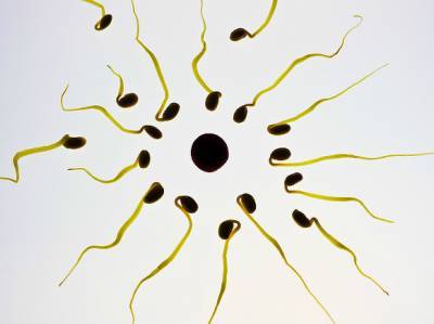 Исследователи пронаблюдали, как яйцеклетка сама "выбирает" себе мужчин