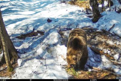 В Байкальском заповеднике в Бурятии посчитали медведей