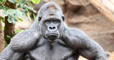 Четыре браконьера могут сесть пожизненно за убийство редкой гориллы