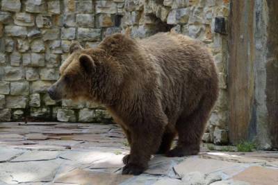 На Камчатке медведь растерзал мужчину