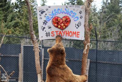 Спустя пять лет после трагедии 13 июня — как изменился Тбилисский зоопарк