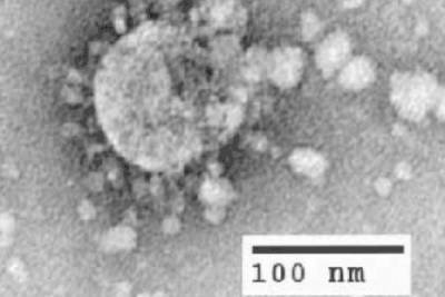 Биолог предупредила о скрытых симптомах коронавируса