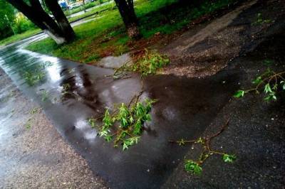В Москве ветер повалил 42 дерева