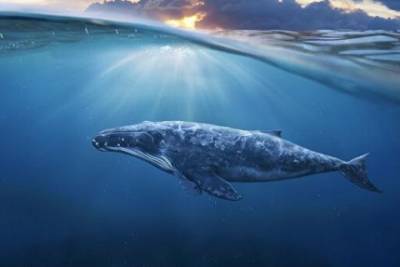 В Шотландии найдены останки огромного и очень редкого кита
