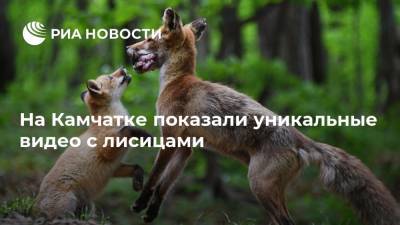 На Камчатке показали уникальные видео с лисицами