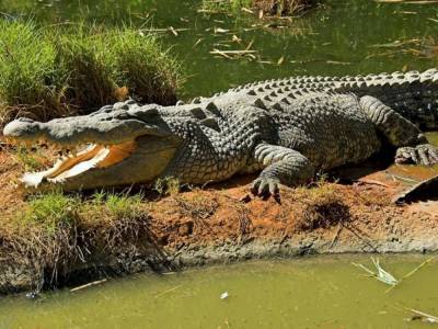 В Южной Корее ученые обнаружили двуногого предка всех крокодилов