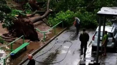Ураган повалил в Днепре 57 деревьев и обесточил три больницы