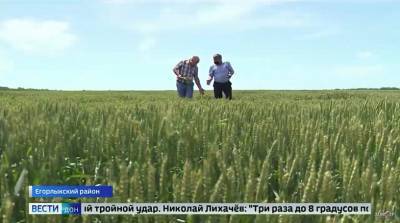 На юге Ростовской области аграрии дают неутешительный прогноз по урожаю озимых