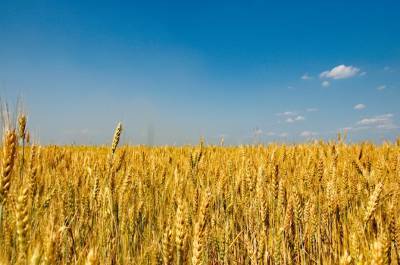 В Украине аграрии ожидают хороший урожай зерна