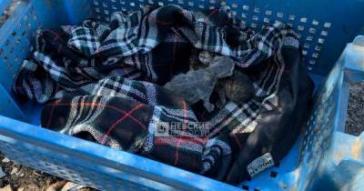 Мужчина пострадал, спасая котят из пожара на складах в Ленобласти